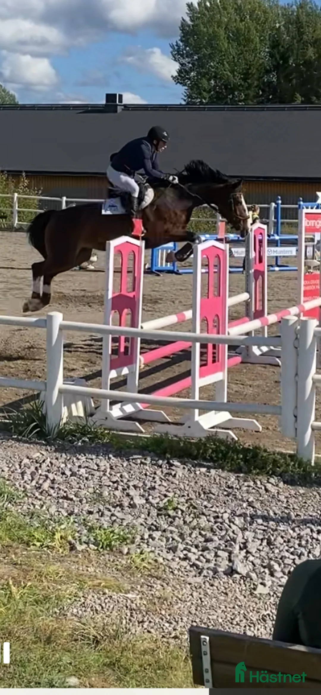 Hoppning hästar till salu: Fint hoppsto utlånas för avel - Annons 2