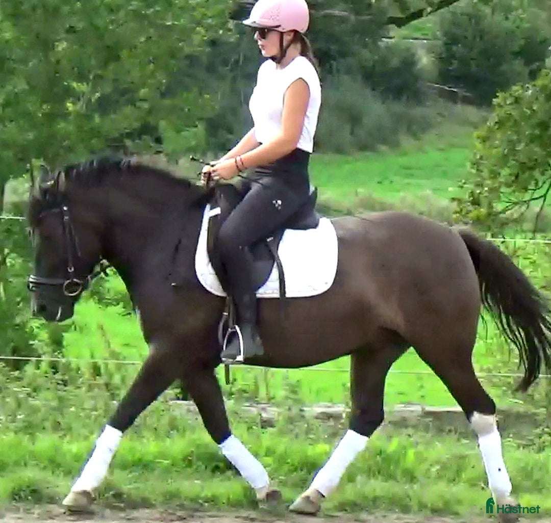 Allround hästar till salu: The talented Pony you’re looking for! i Örsundsbro - Annons 11