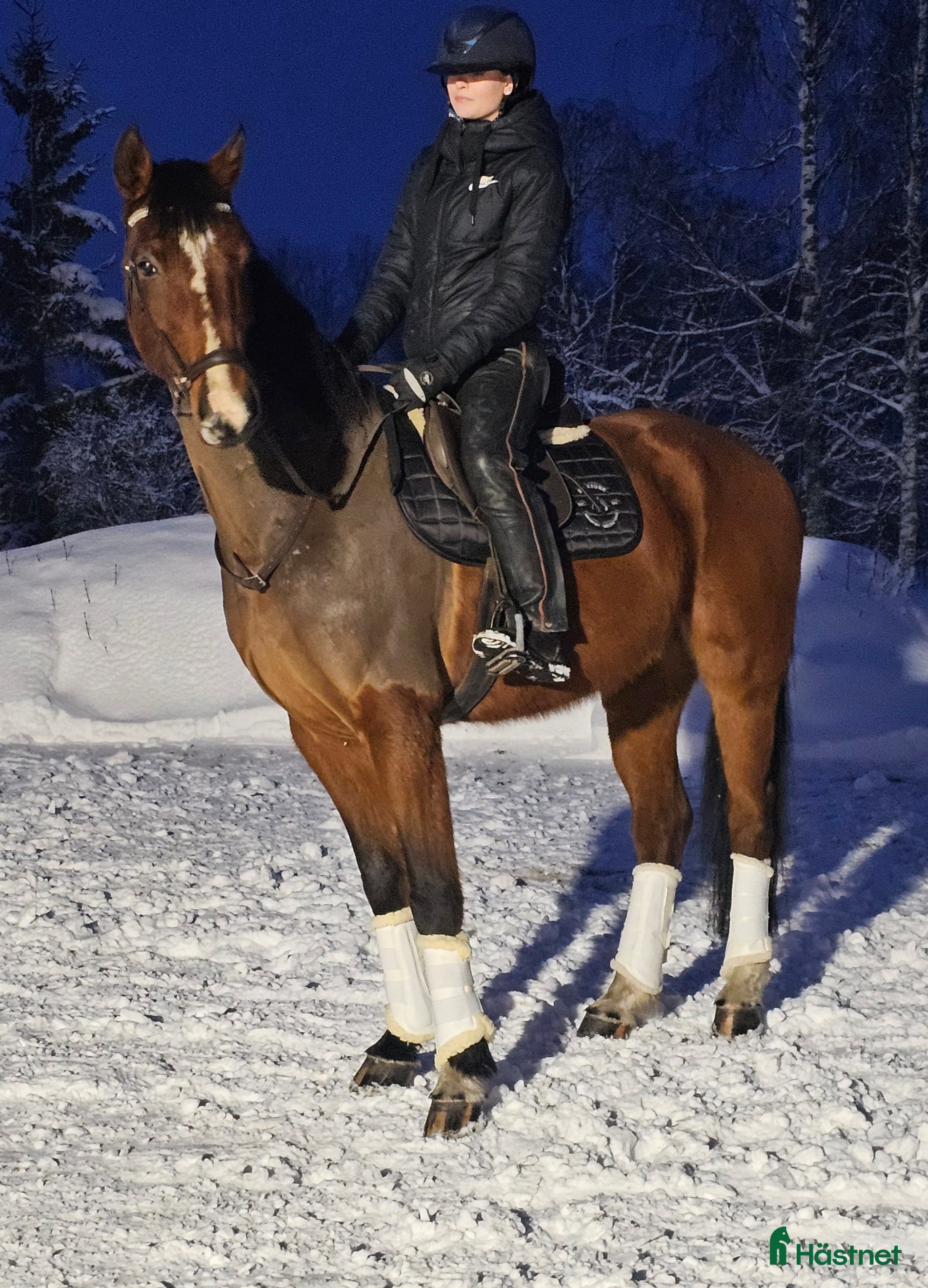  hästar Utvecklingsbar & social kille med det lilla extra. - Annons 3