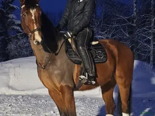 hästar Utvecklingsbar & social kille med det lilla extra. - Annons 3