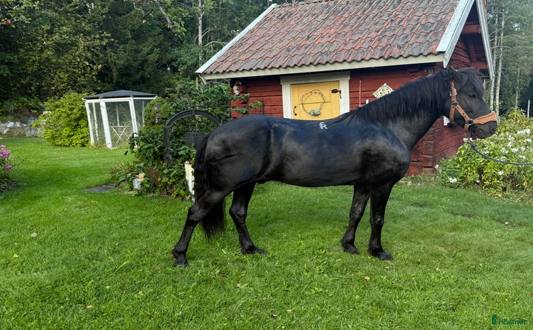  hästar i Sandviken - Annons 5