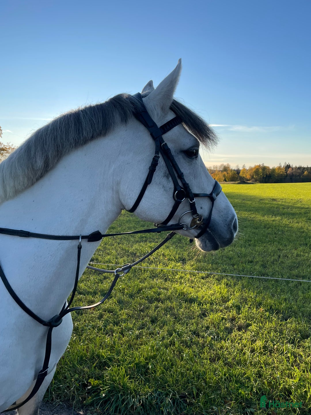 Avelshästar hästar till salu: Fantastisk hobbyhäst/Avel i Sävsjö - Annons 3