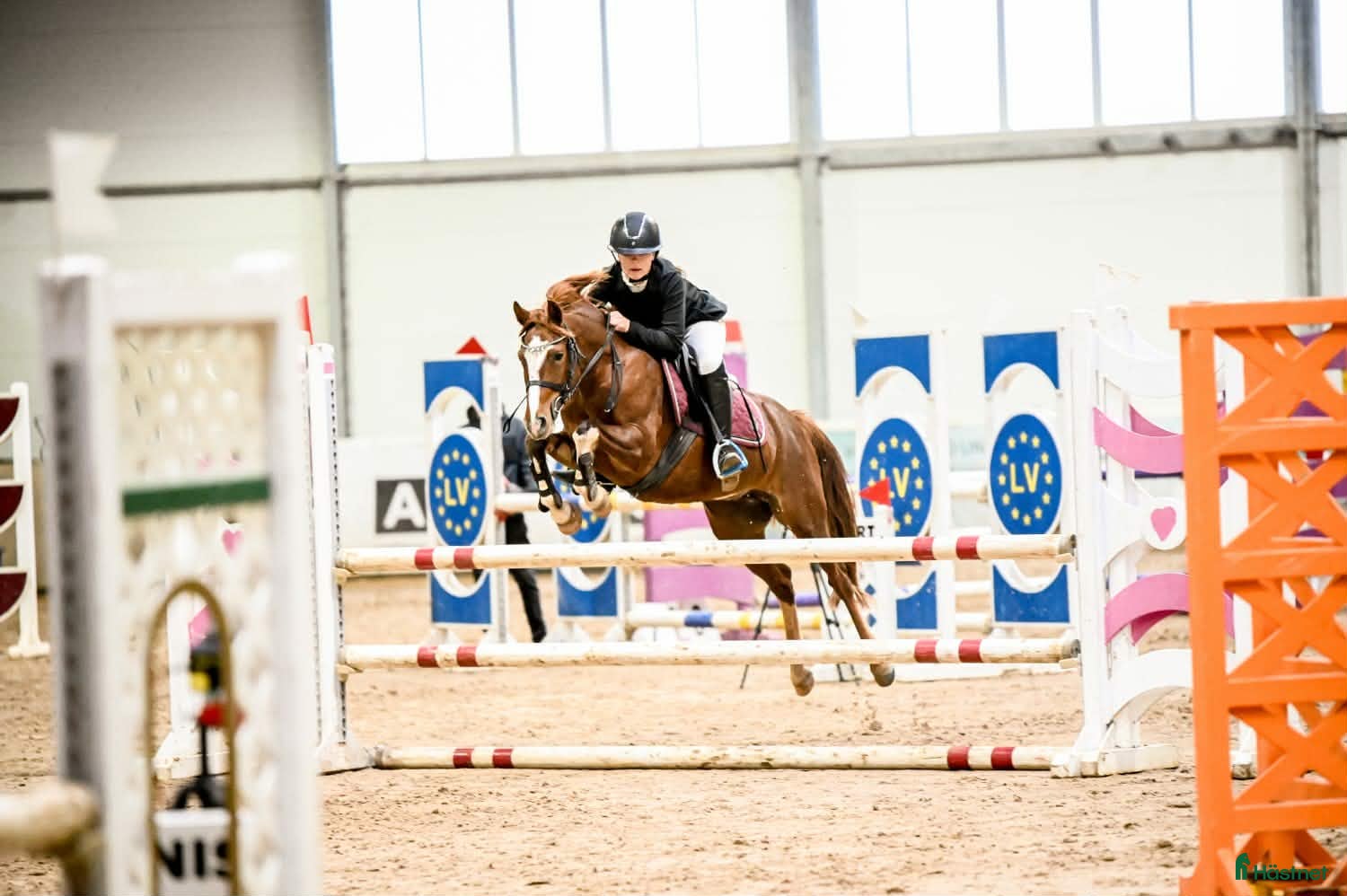  hästar Champion pony i Stockholm - Annons 9