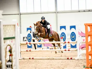 hästar Champion pony i Stockholm - Annons 13