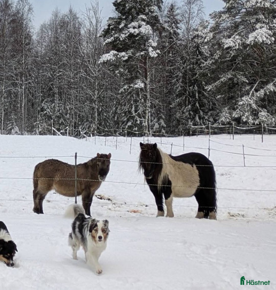 Allround hästar till salu: Härlig kille ! i Edsbyn - Annons 2