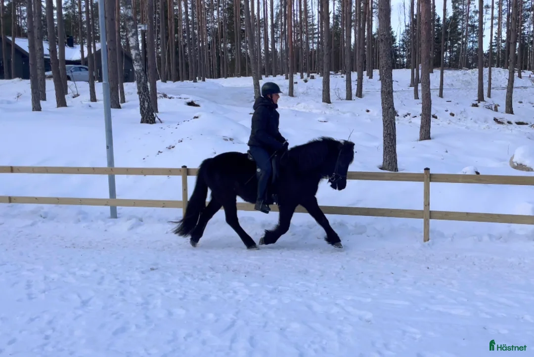 Island hästar till salu: Fyrgångare med stora rörelser  i Vallentuna - Annons 2