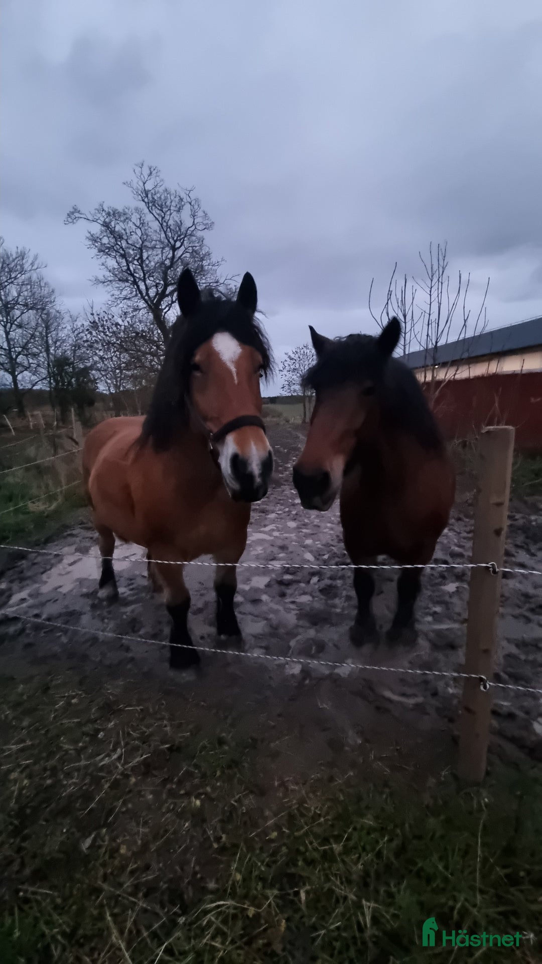 Sadlar hästutrustning till salu: Sadel som passar kallblod  i Eskilstuna - Annons 8