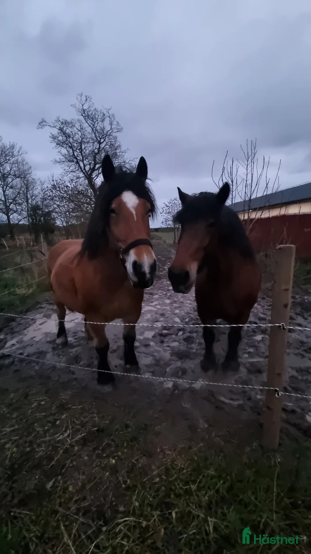 Sadlar hästutrustning till salu: Sadel som passar kallblod  i Eskilstuna - Annons 8