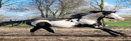 Western hästar till salu: Paint horse sto '24 Overo, Blickfångare !! - Annons 9