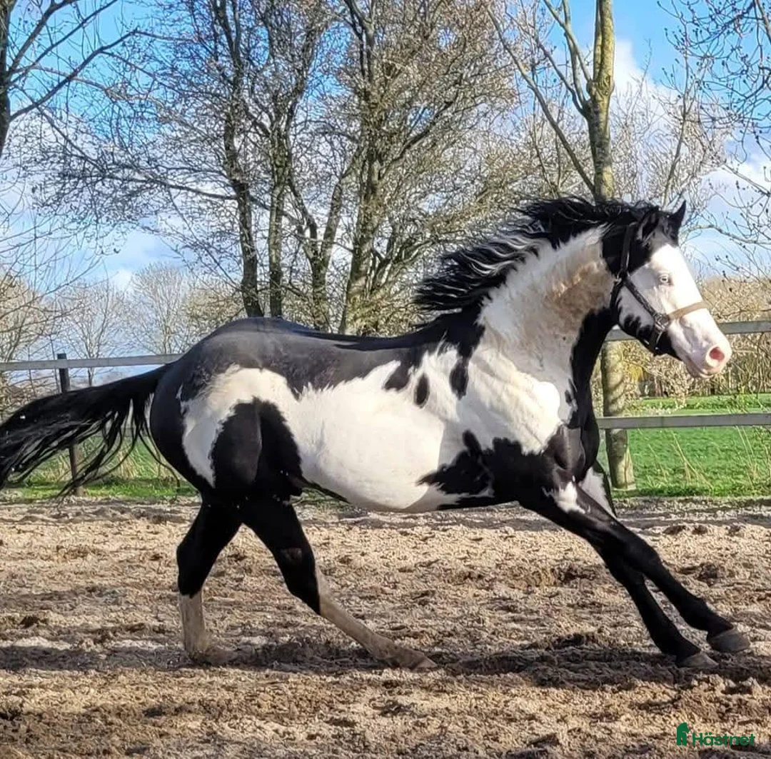 Western hästar till salu: Paint horse sto '24 Overo, Blickfångare !! - Annons 9