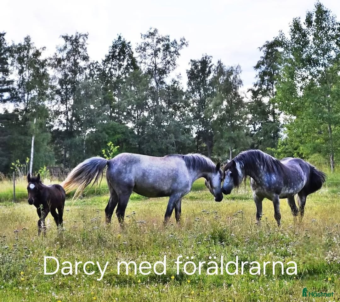 Allround hästar till salu: Svenskfödd, riden, supersnäll 3-åring med fin stam i Fjärdhundra - Annons 11
