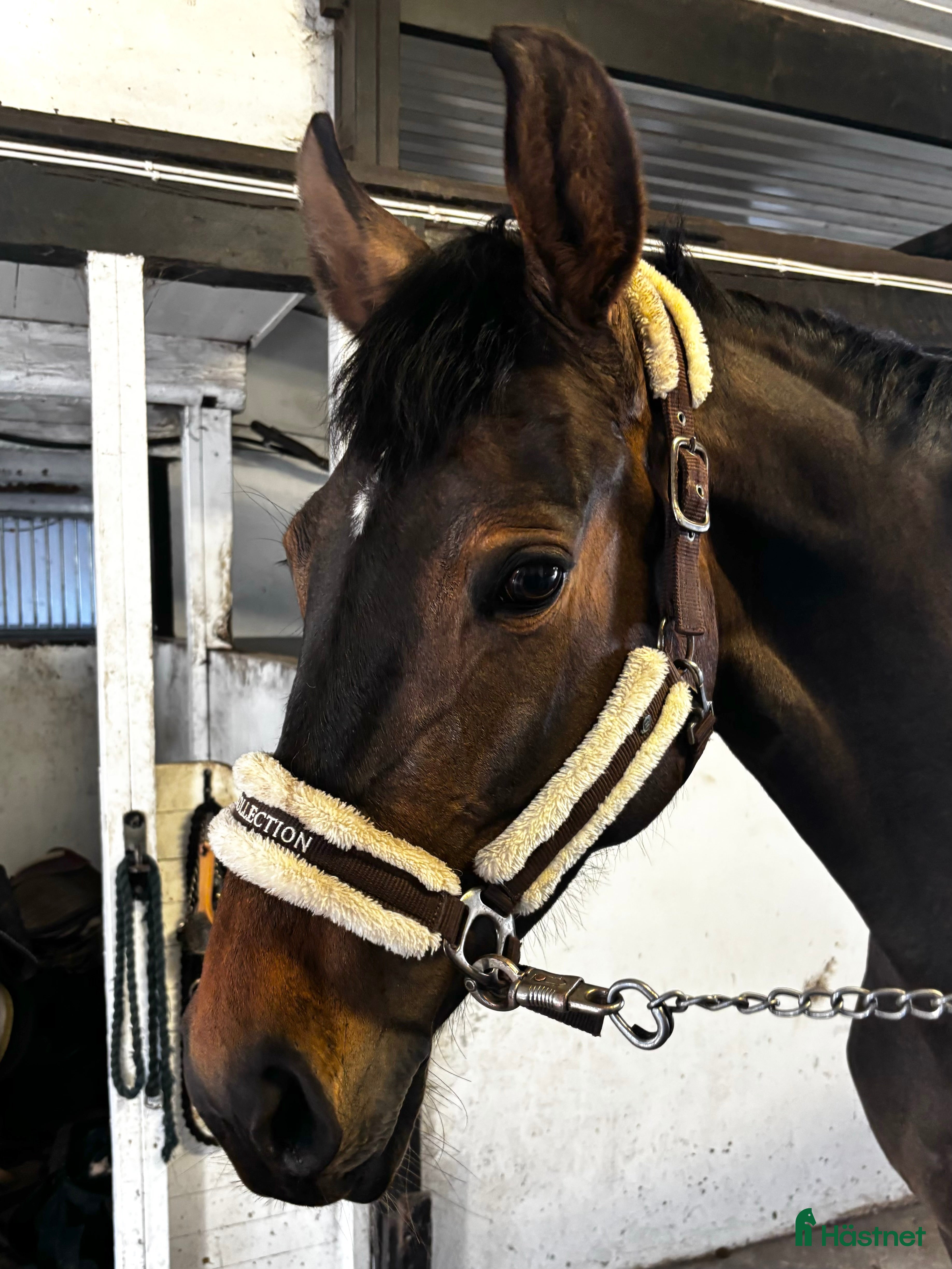  hästar Vaken liten tjej i Laholm - Annons 21