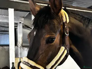 hästar Vaken liten tjej i Laholm - Annons 8