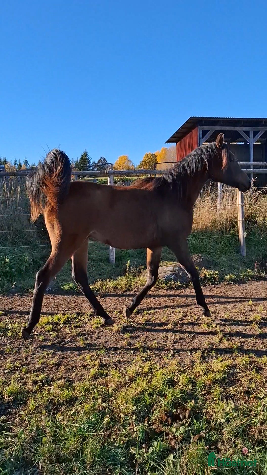 Allround hästar till salu: Coolaste killen!  i Agunnaryd - Annons 4