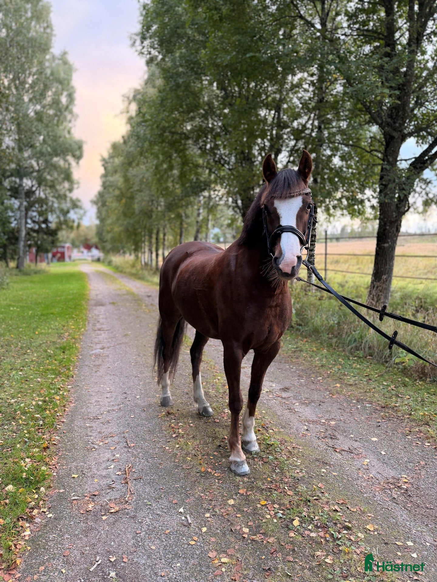 Allround hästar till salu: Fantastisk ponny för stora klasserna  - Annons 1