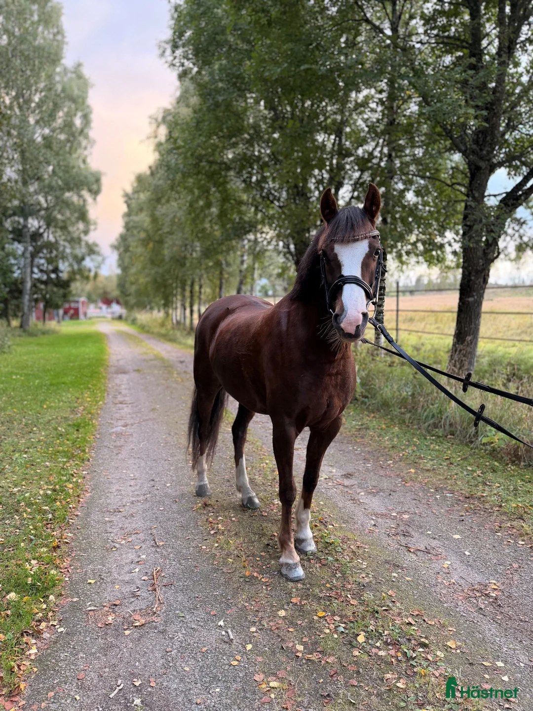 Allround hästar till salu: Fantastisk ponny för stora klasserna  - Annons 1