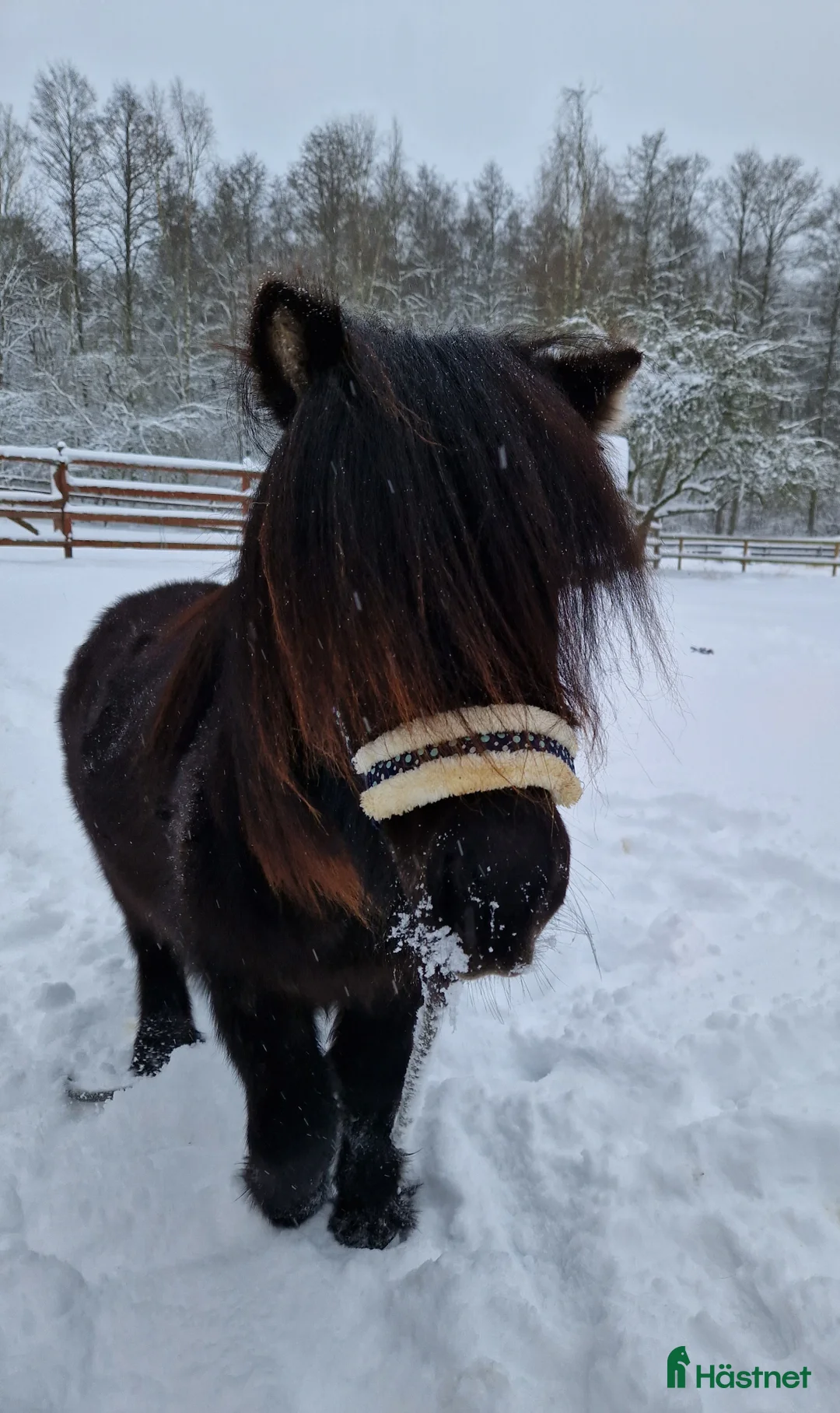 Allround hästar till salu: Supermysig shettis - Annons 3