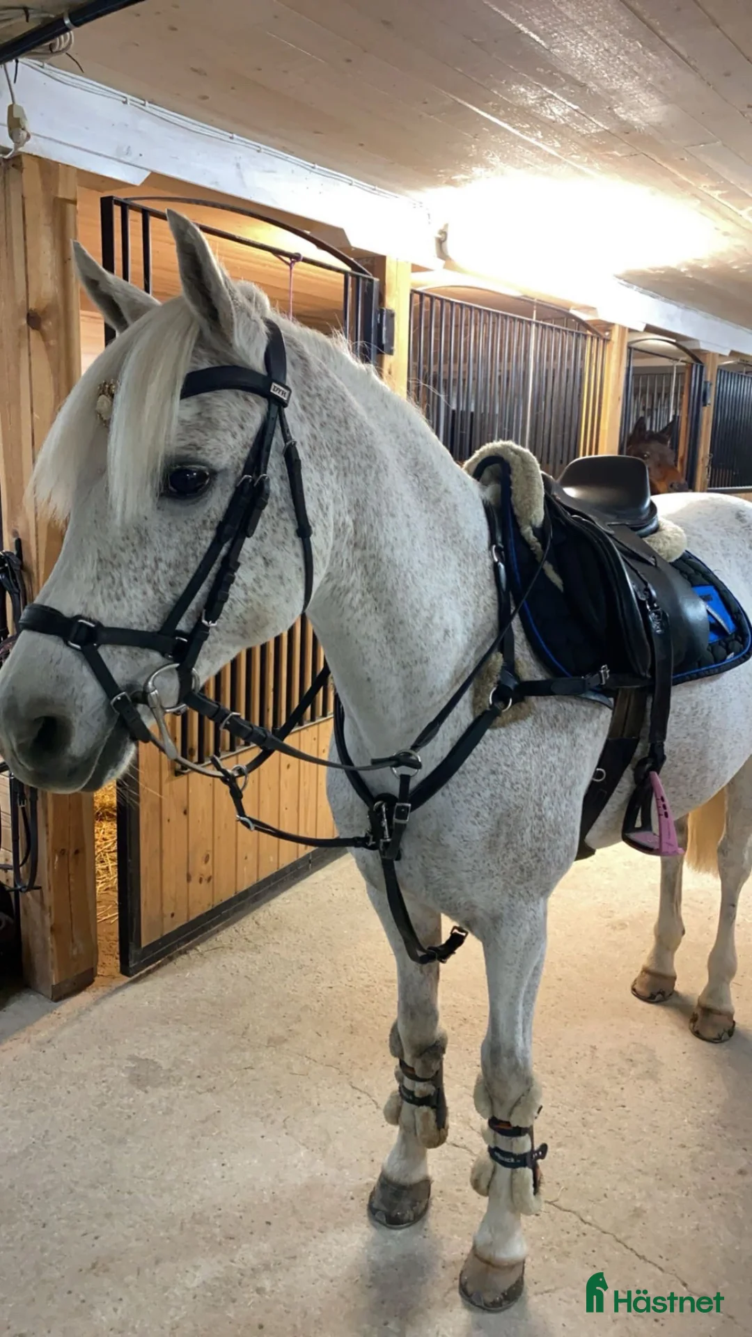 Allround hästar till salu: Sockersöt ponny - Mirain Dior  - Annons 2