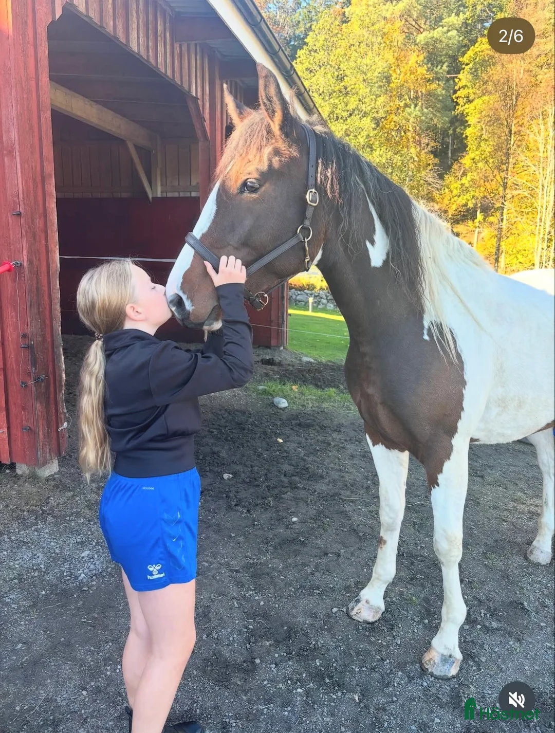  foderhäst sökes: Sommarponny sökes ♥️ i Kungsbacka - Annons 2
