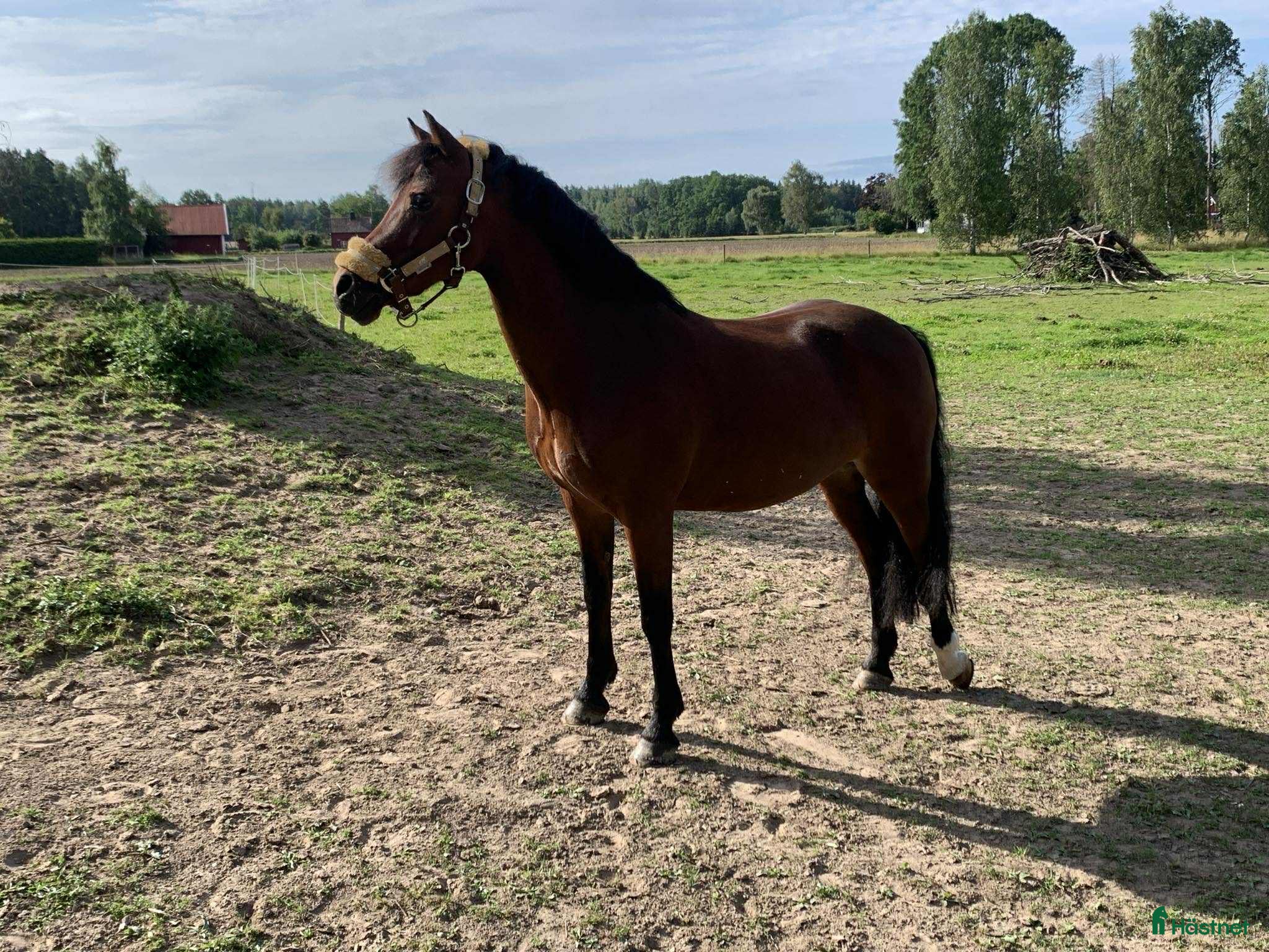  hästar En riktig bästa kompis  i Vikingstad - Annons 21