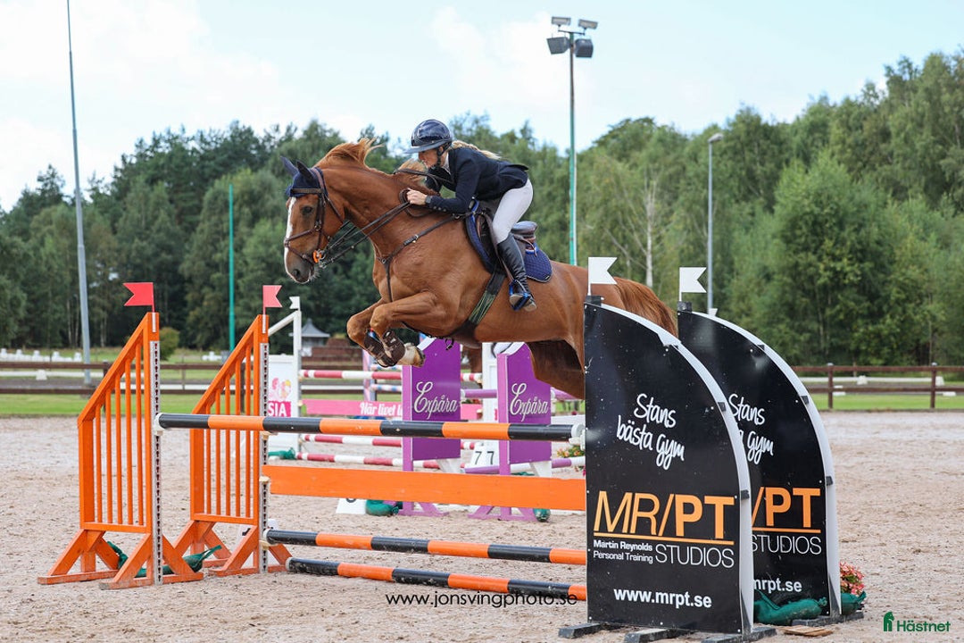 Hoppning hästar till salu: Jättefin valack ev bytes i Varberg - Annons 1