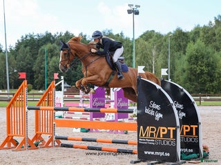 hästar Jättefin valack ev bytes i Varberg - Annons 12