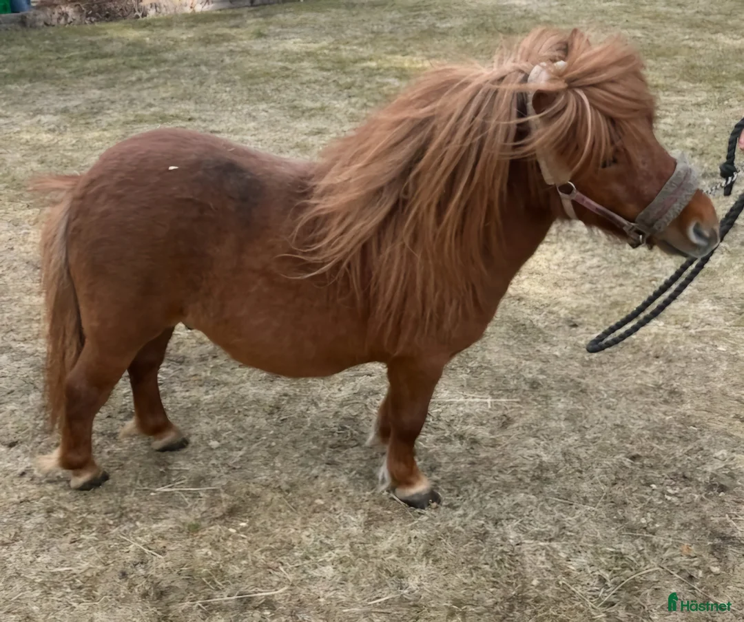 Sällskap hästar till salu: 2 vackra shetlandsponnys.  - Annons 4