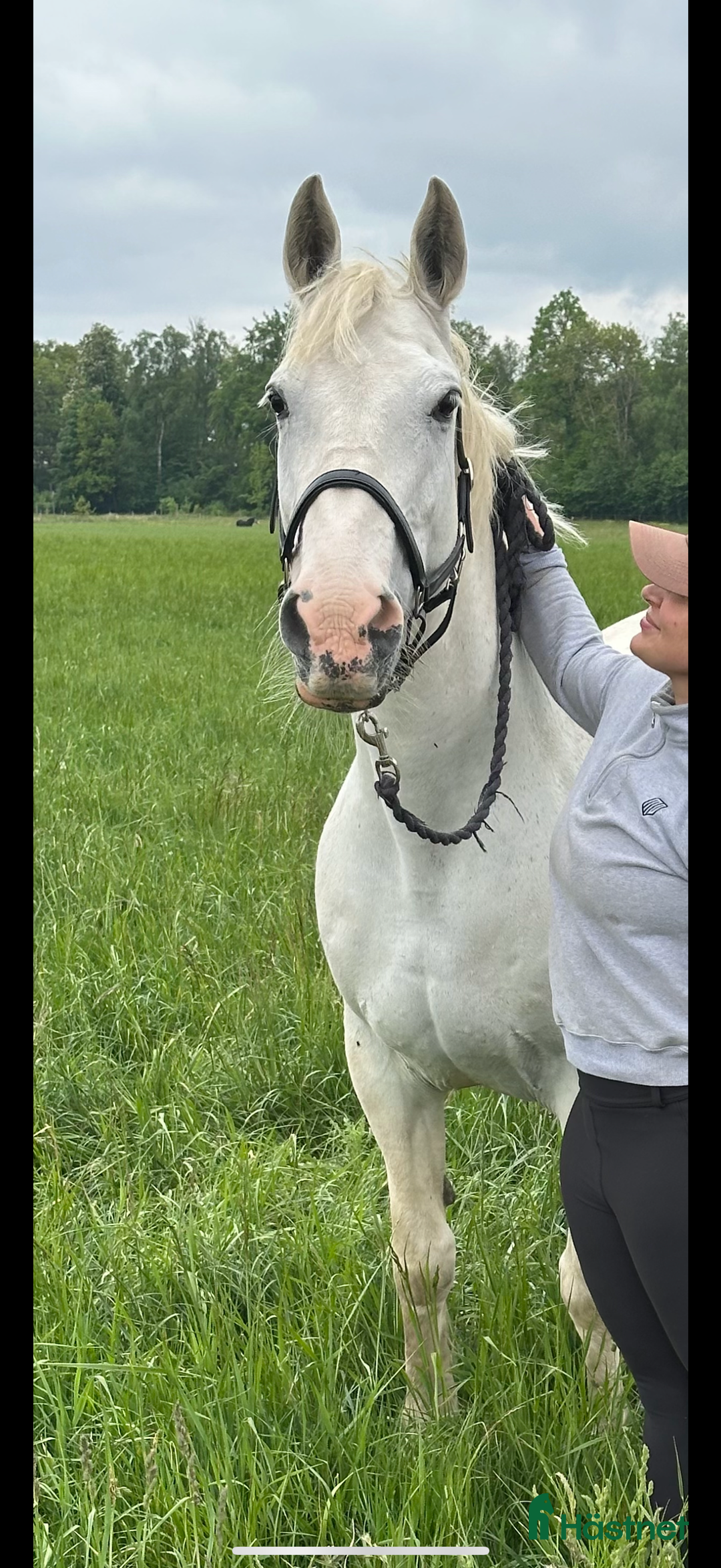 Allround hästar till salu: Sto till lättare ridning  i Kristianstad - Annons 1