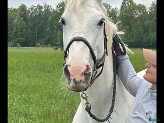 hästar Sto till lättare ridning i Kristianstad - Annons 20