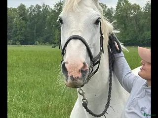 hästar Sto till lättare ridning i Kristianstad - Annons 12