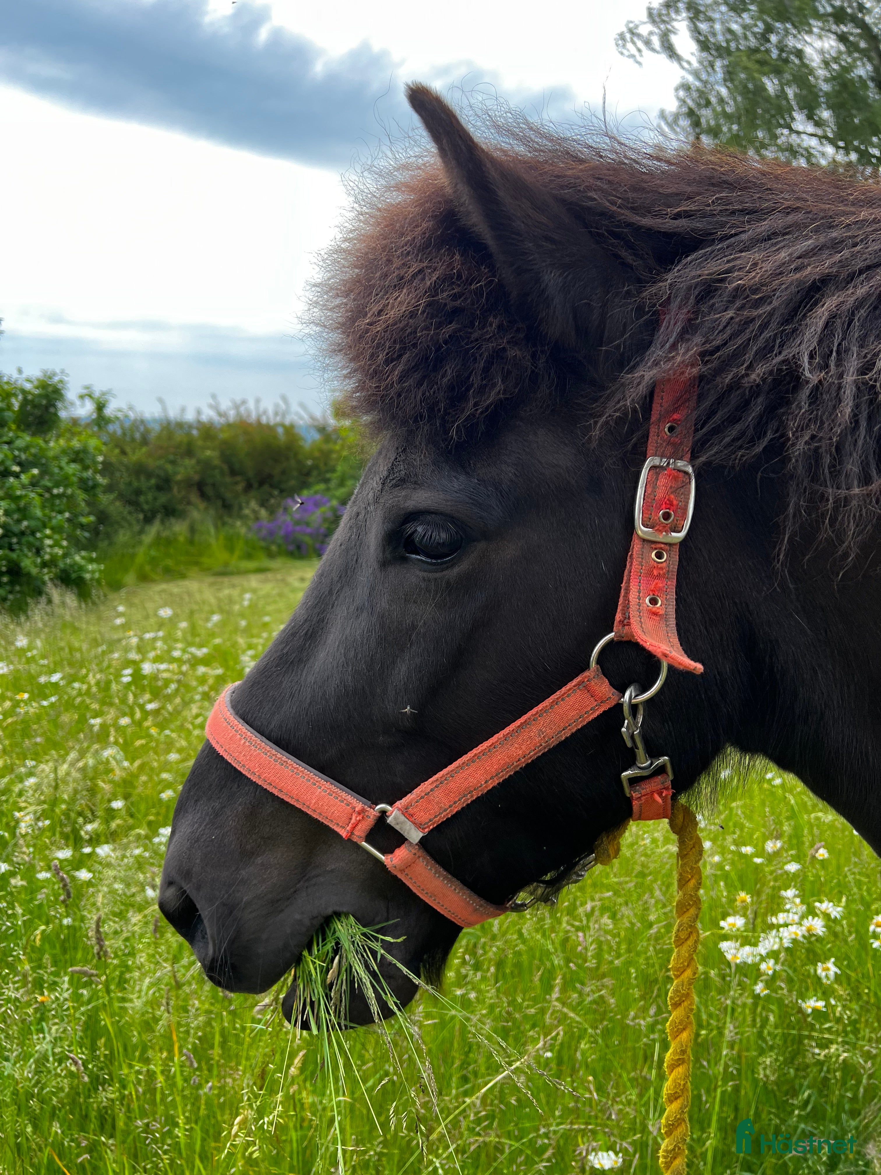  hästar Svart islandssto i Mellbystrand - Annons 3