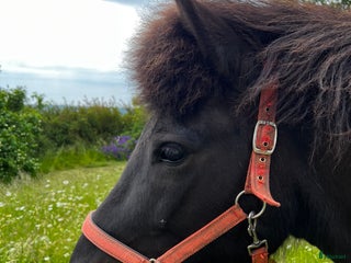 hästar Svart islandssto i Mellbystrand - Annons 1