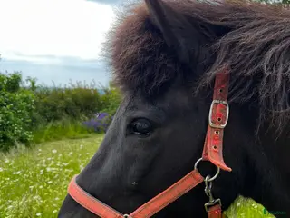 hästar Svart islandssto - Annons 2