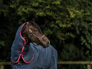 Täcken hästutrustning Horseware amigo bravo 12 i Umeå - Annons 4