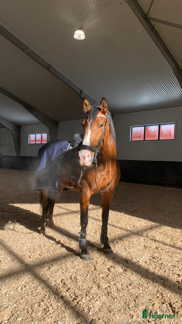  hästar Fin Dressyrhäst  - Annons 1