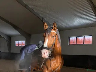 hästar Fin Dressyrhäst - Annons 1