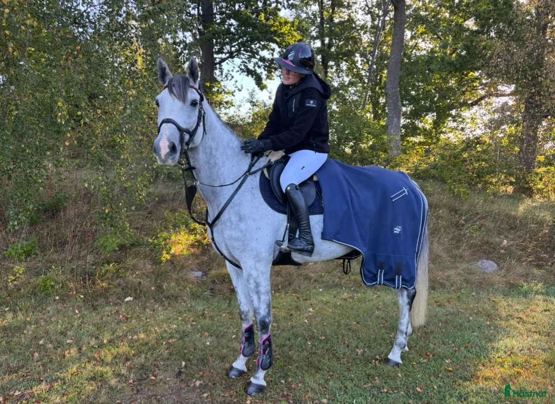 Hoppning hästar till salu: Sto med power för hopp eller fälttävlan - Annons 1