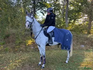 Hoppning hästar till salu: Sto med power för hopp eller fälttävlan - Annons 1