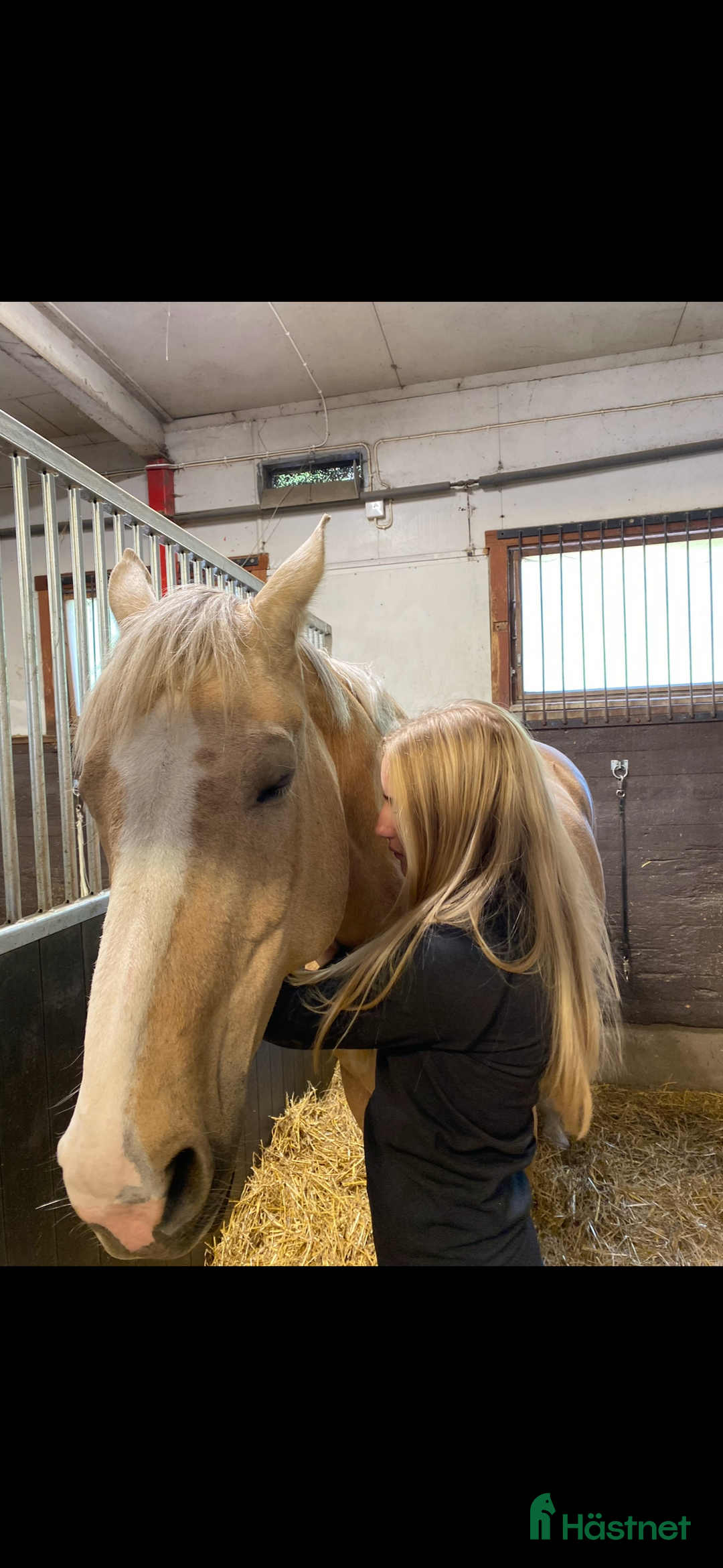  medryttarhäst sökes: Söker medryttarhäst - Annons 1