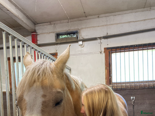 medryttarhäst sökes: Söker medryttarhäst - Annons 1