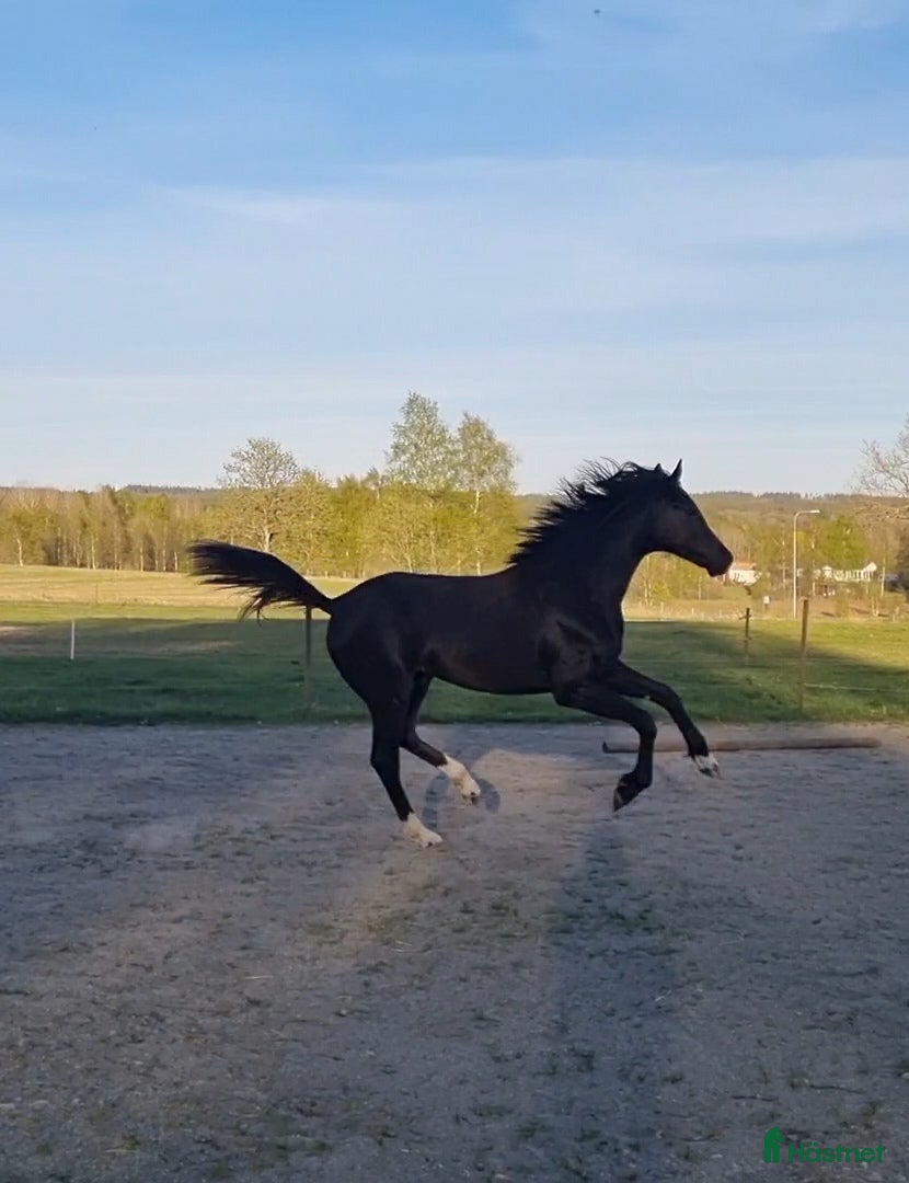  hästar Svart valack - Annons 8