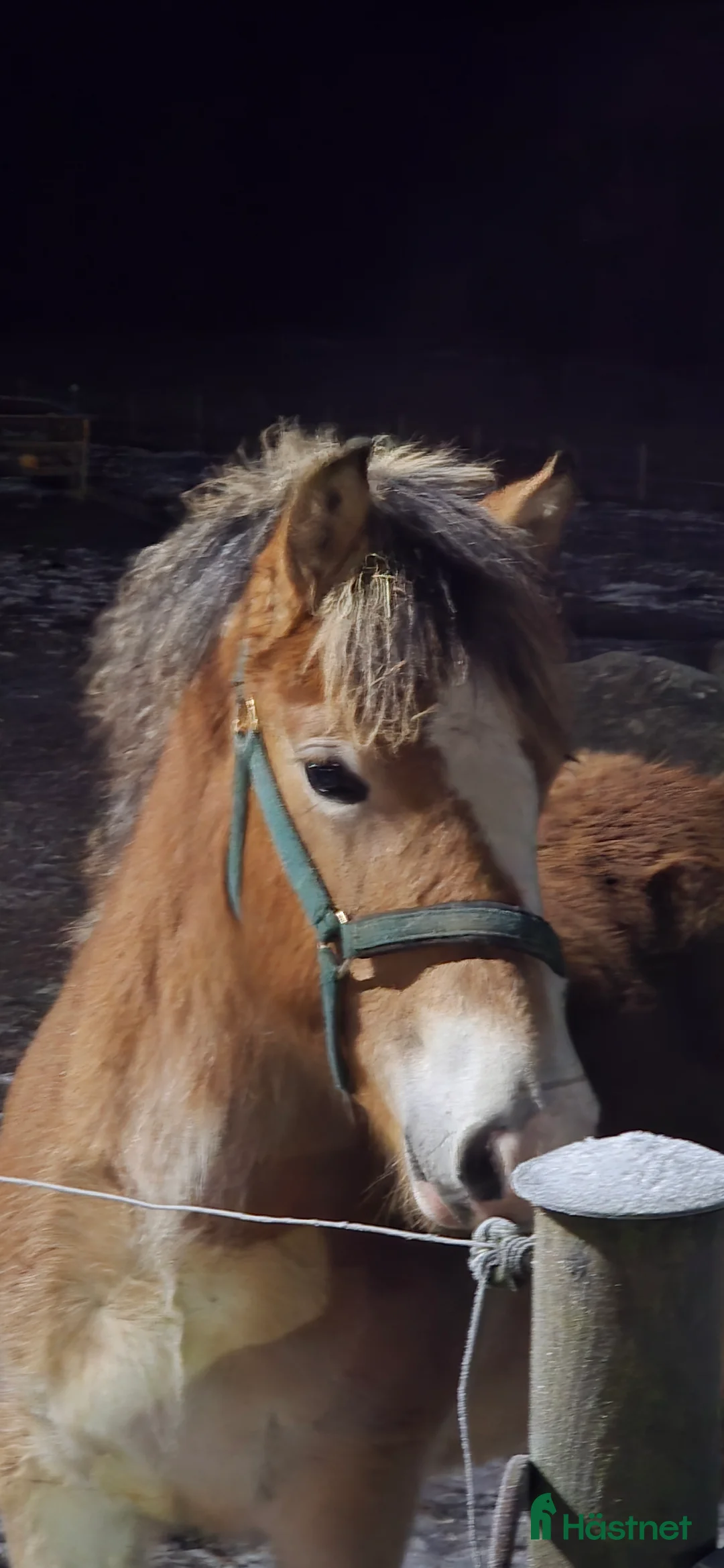 Allround hästar till salu: En riktig liten diva  i Kättilstorp - Annons 3