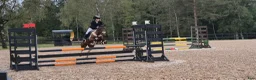Hoppning hästar till salu: Hopp ponny med power - Annons 2