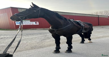  hästar i Ödsmål - Annons 12