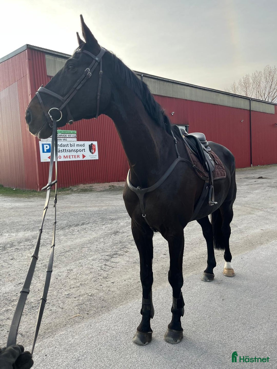 Hoppning hästar till salu: Valack gått 135 int i Ödsmål - Annons 3