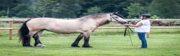 Allround hästar till salu: Nordsvensk brukshäst hingstföl i Mårdaklev - Annons 6