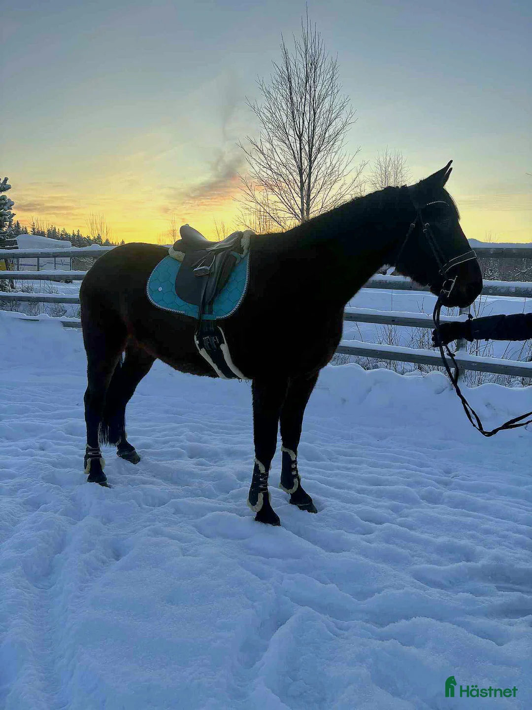 Övrigt hästar till salu: ☆ Sox ☆ i Lycksele - Annons 2