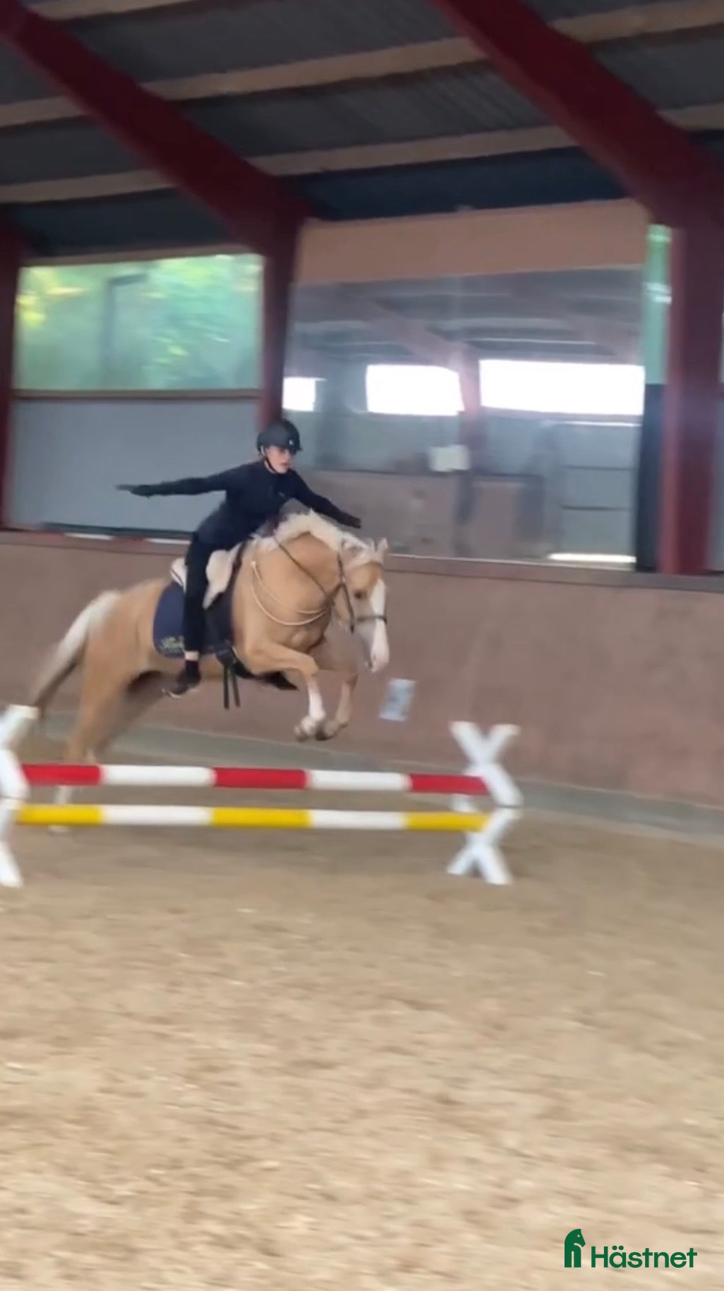 Dressyr hästar till salu: Smuk og velgående kat. 1 pony med meget kvalitet  - Annons 3