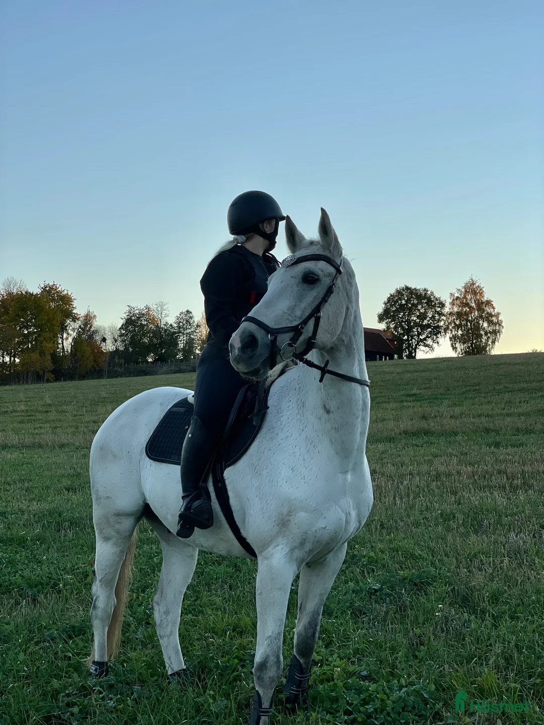 Allround hästar till salu: Eddie söker sin nya bästavän! - Annons 3