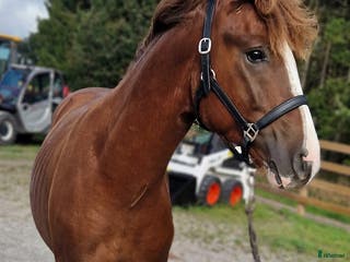 Allround hästar till salu: ⭐️ Gyllens Alpha ⭐️ i Svedala - Annons 2